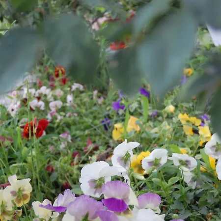 Morfi Apartament Kalligoni